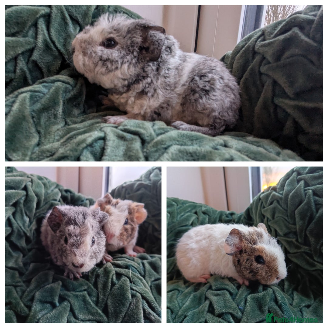 Guinea Pig rodents for sale: Teddy Babies - Advert 3