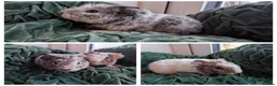 Guinea Pig rodents for sale: Teddy Babies - Advert 4
