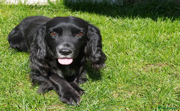 Cocker Spaniel dogs Proven stud Hugo - Advert 7