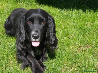 Cocker Spaniel dogs Proven stud Hugo - Advert 23