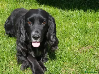 Cocker Spaniel dogs Proven stud Hugo - Advert 5