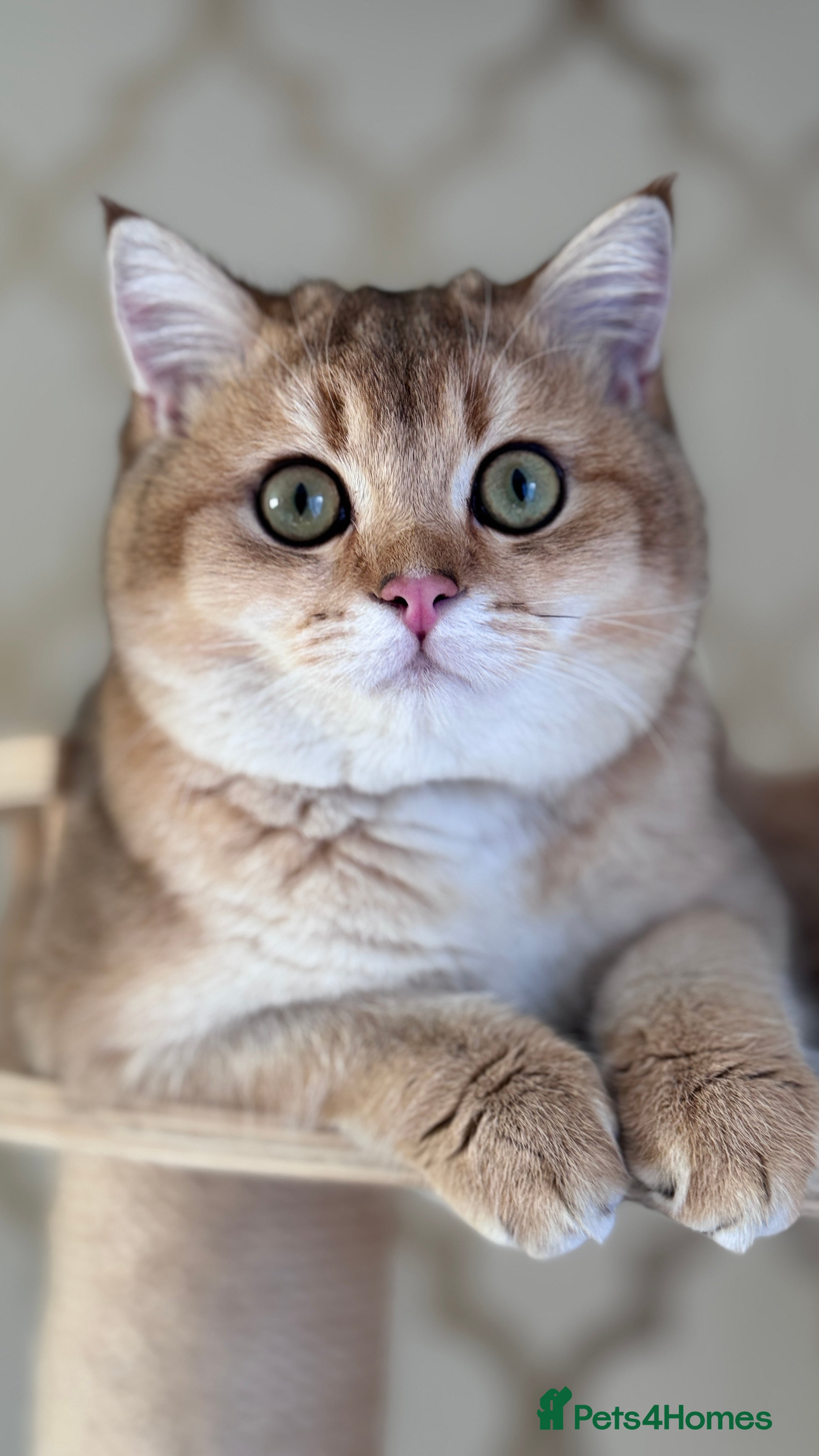 British Shorthair cats BSH BOY GCCF GOLDEN BLACK TIPPED  - Advert 4