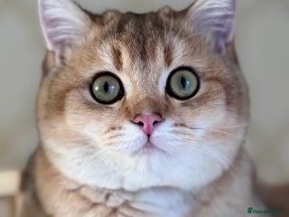 British Shorthair cats BSH BOY GCCF GOLDEN BLACK TIPPED - Advert 4