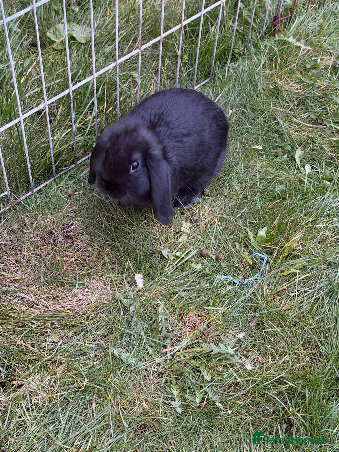 French Lop rabbits for sale: Beautiful French lops available - Advert 4