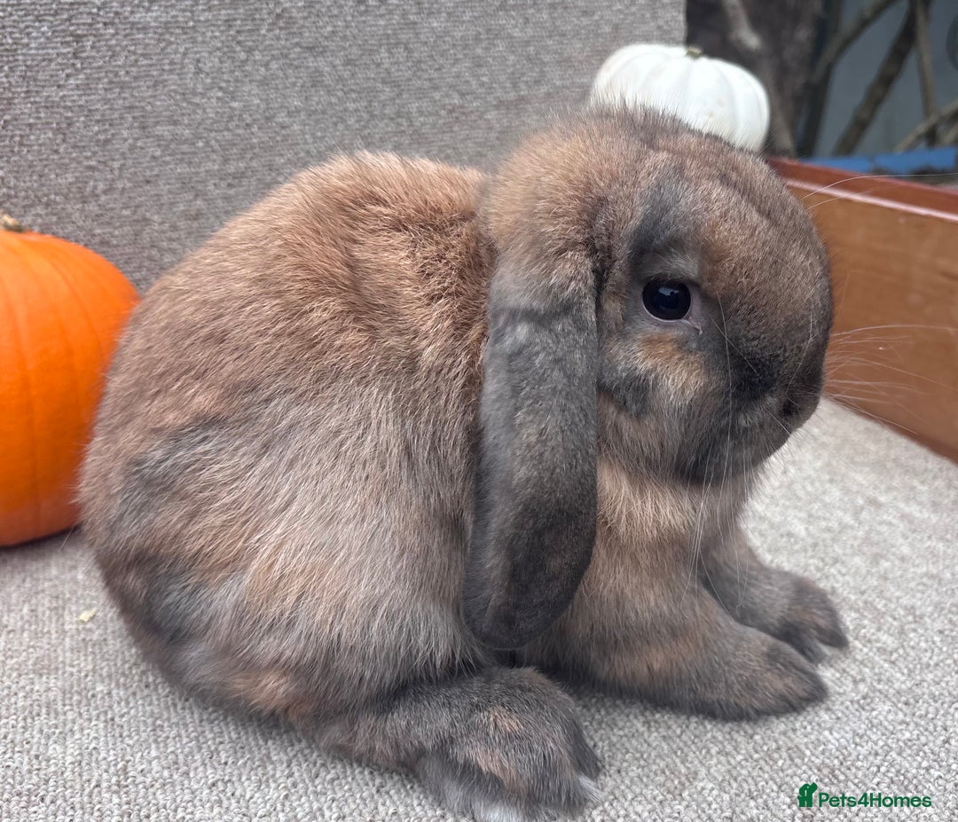 Dwarf Lop rabbits for sale: Dwarf Lop Baby Rabbits - Image 6