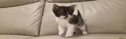 Mixed Breed cats for sale: Ready next week!  - Advert 3