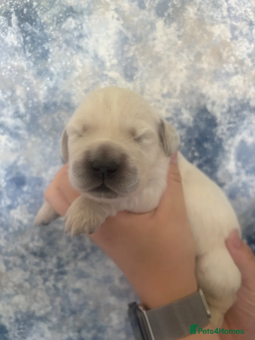 Golden Retriever dogs for sale: Cream kc registered golden retriever pups - Advert 2