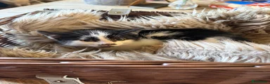 Mixed Breed 3