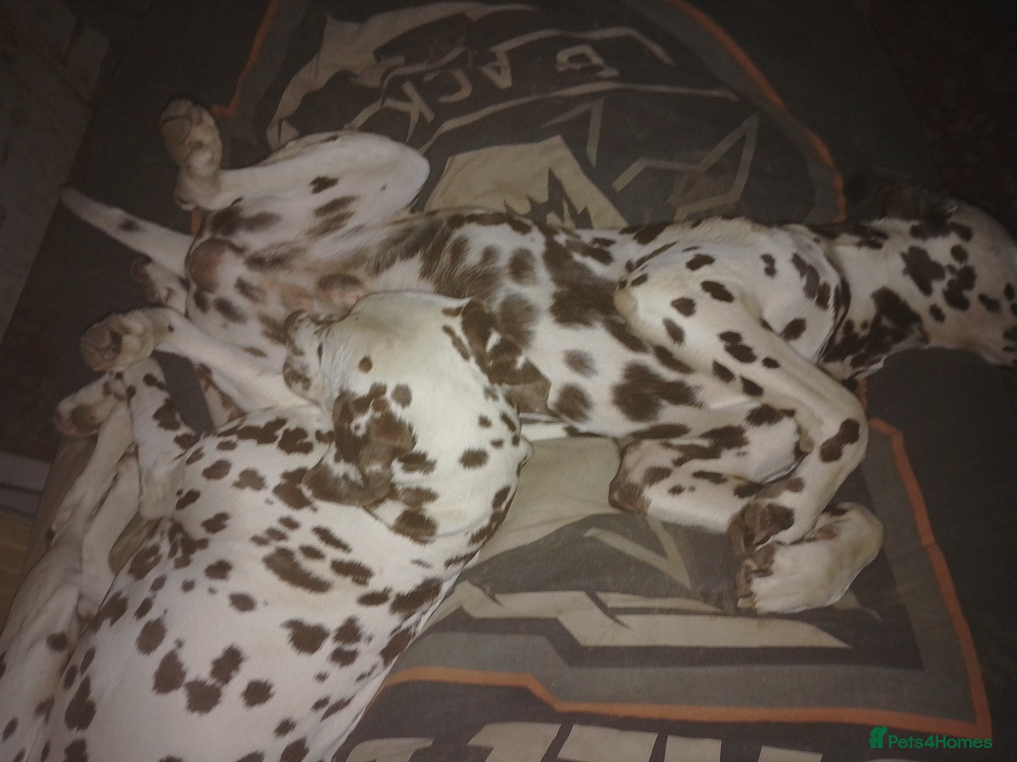 Dalmatian dogs for sale: Wonderful Dalmatians Adults Boys in Skelmersdale - Advert 3