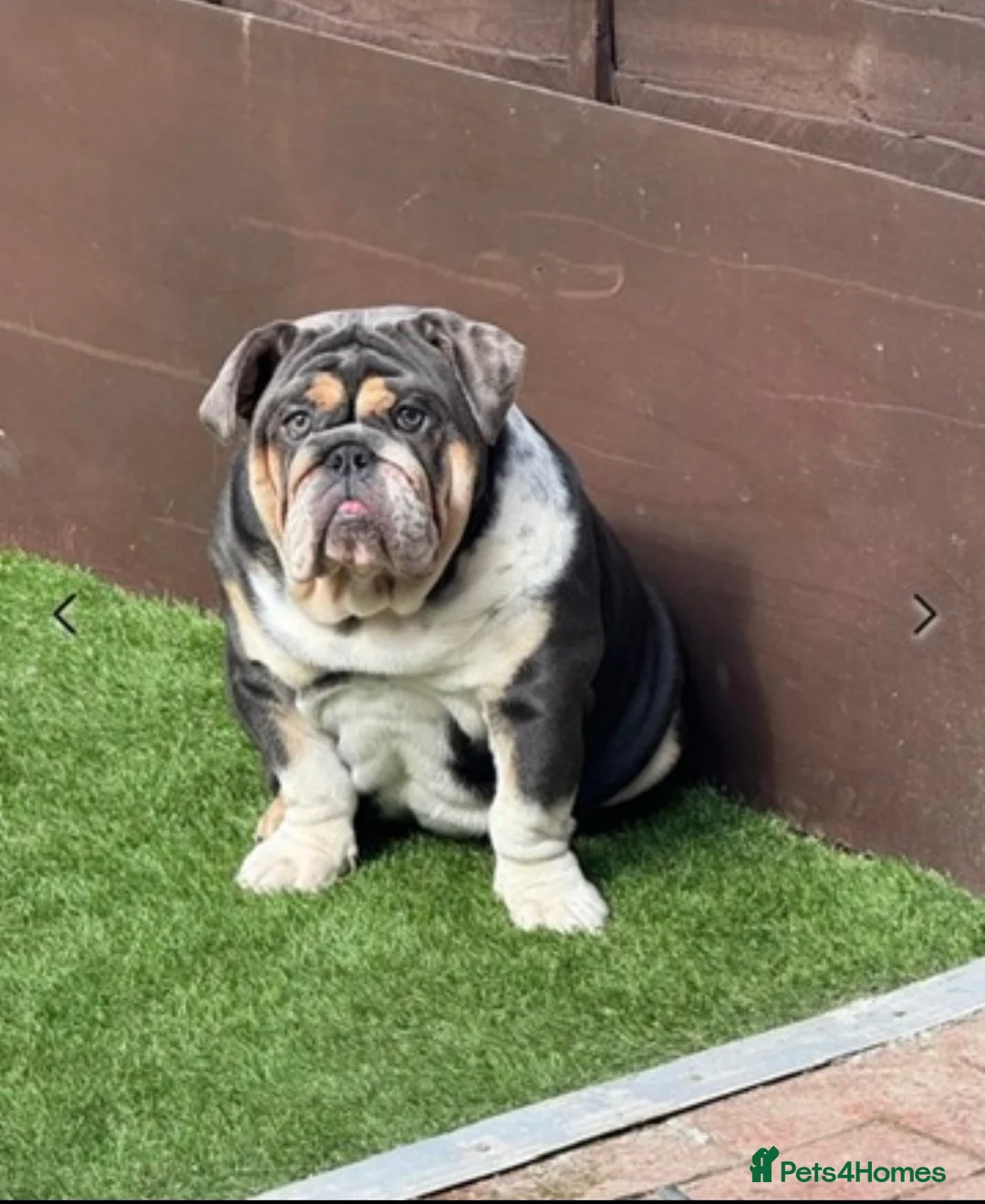 English Bulldog dogs for sale: blue tri kc registered female - Advert 1