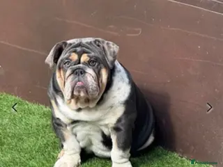 English Bulldog dogs blue tri kc registered female - Advert 1