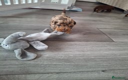Miniature Dachshund dogs for sale: 💖 Adorable tiny miniature dachshund pups 💖 - Image 10