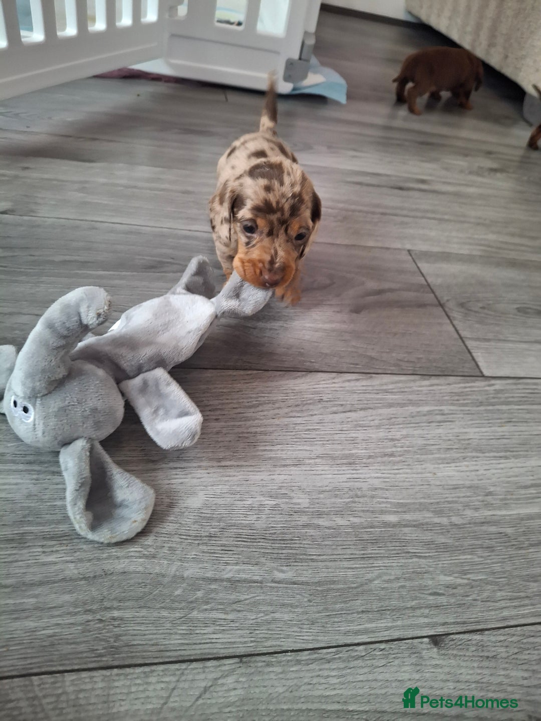 Miniature Dachshund dogs for sale: 💖 Adorable tiny miniature dachshund pups 💖 - Image 10