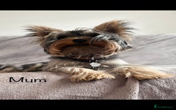 Yorkshire Terrier dogs for sale: Pure Yorkshire Terrier puppies for sale  - Image 10
