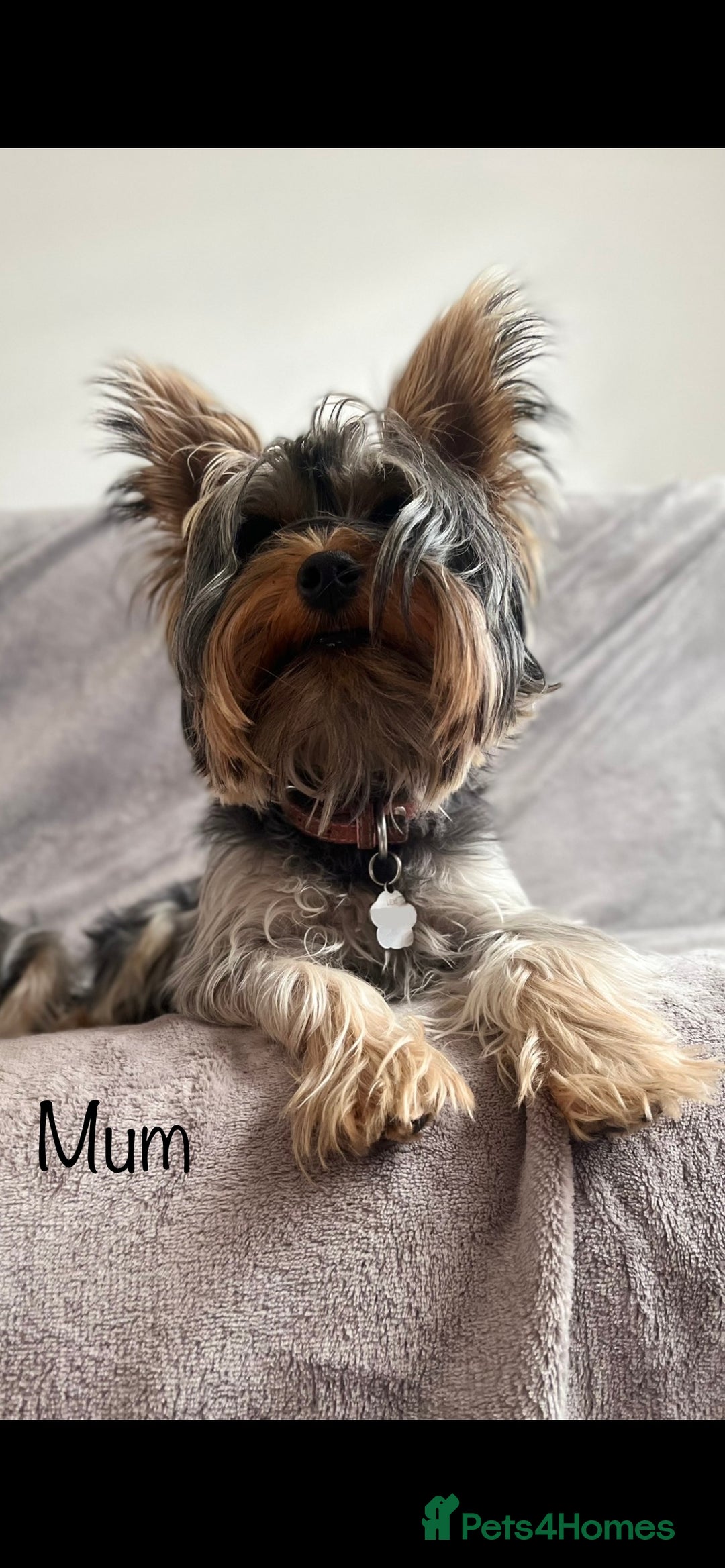 Yorkshire Terrier dogs for sale: Pure Yorkshire Terrier puppies for sale  - Image 10