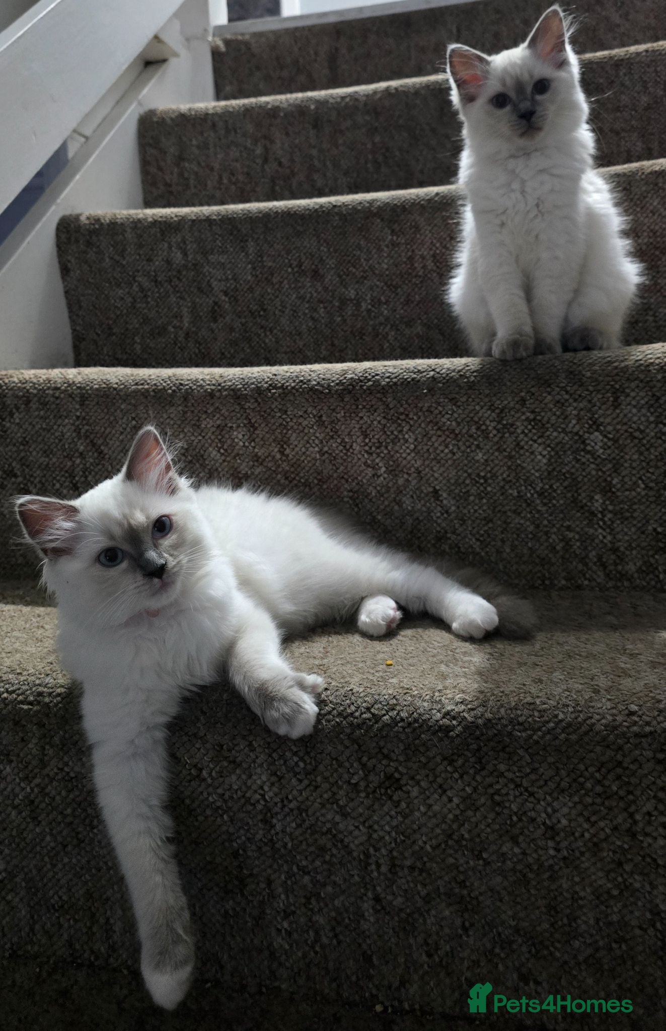 Ragdoll cats Beautiful pure Ragdoll kittens  - Advert 1