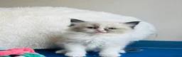 Ragdoll cats for sale: GCCF registered Ragdoll Kittens - Advert 4