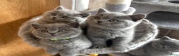 British Shorthair cats for sale: Stunning Special Pedigree Litter - Advert 1