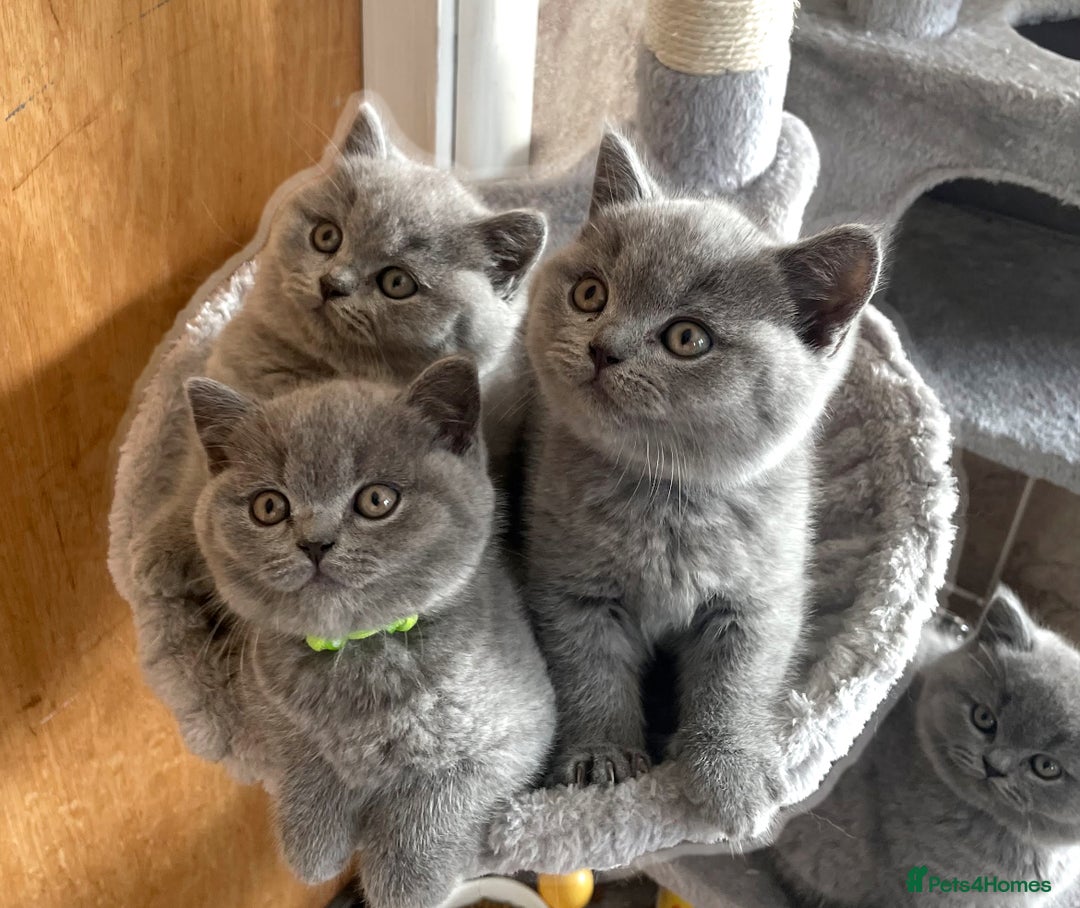 British Shorthair cats for sale: Stunning Special Pedigree Litter - Advert 1