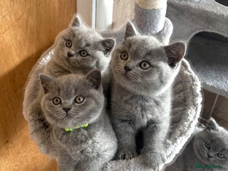British Shorthair cats Stunning Special Pedigree Litter - Advert 1