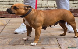 Staffordshire Bull Terrier dogs for sale: Adult Stunning Bomb Proof Staffy Girl - Image 9