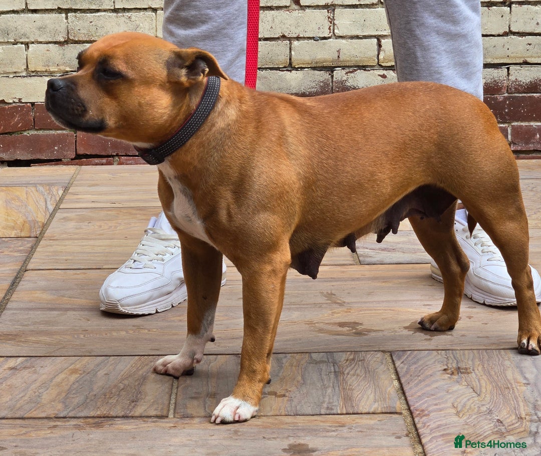 Staffordshire Bull Terrier dogs for sale: Adult Stunning Bomb Proof Staffy Girl - Image 9