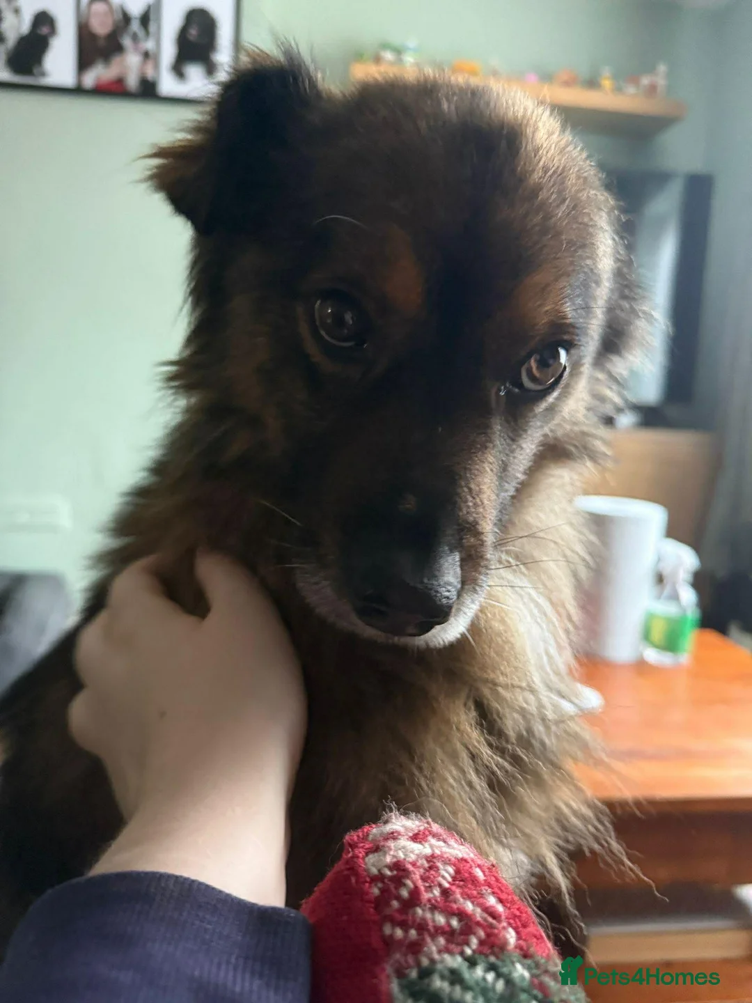 Mixed Breed dogs for adoption: RUSTY - Advert 6