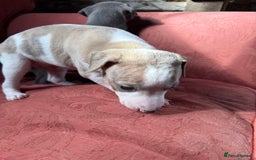 Mixed Breed dogs for sale: Whippet x greyhound puppies  - Image 14
