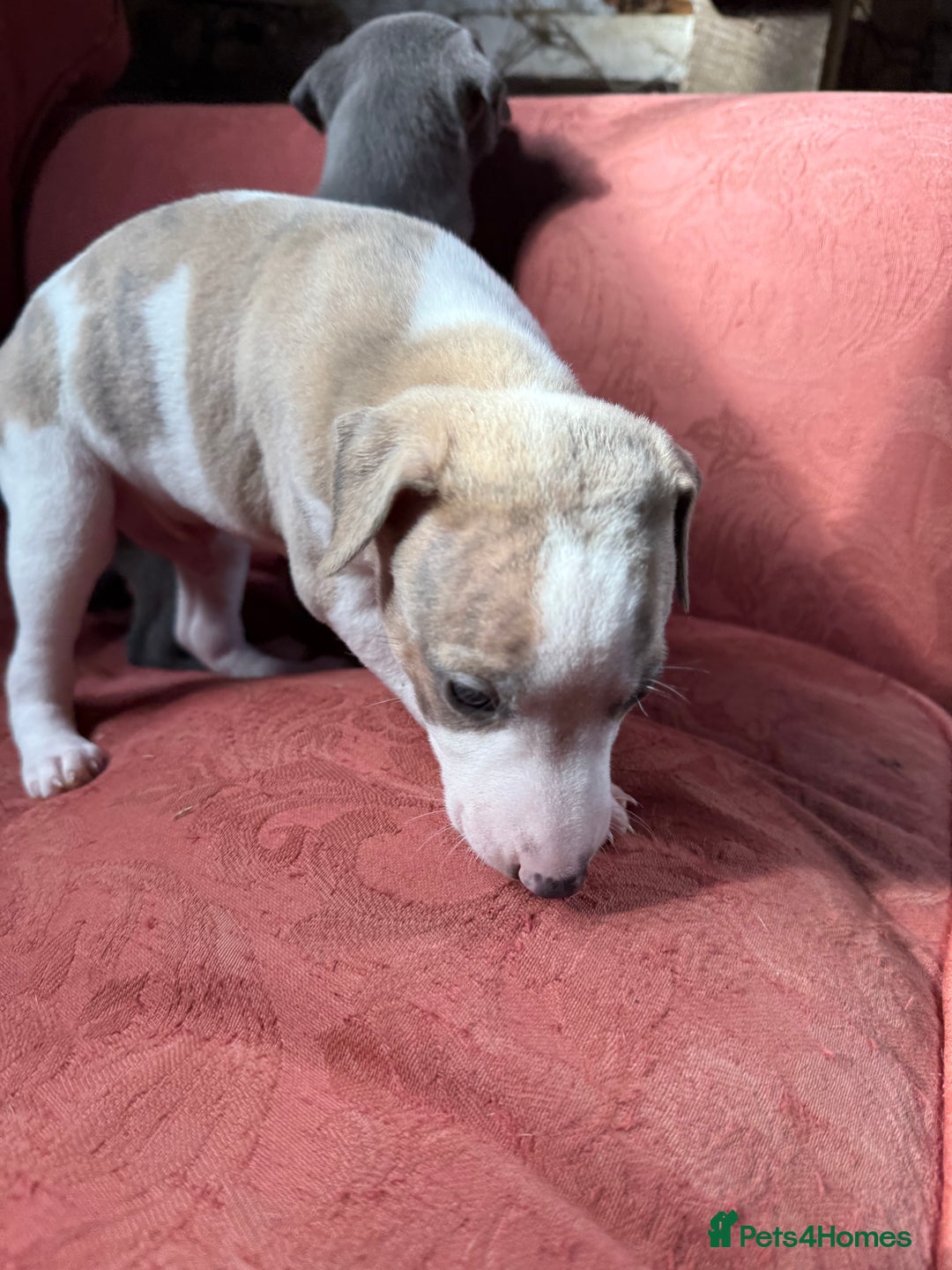 Mixed Breed dogs for sale: Whippet x greyhound puppies  - Image 14