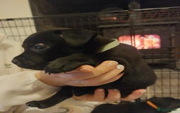 Staffordshire Bull Terrier dogs for sale: *2 left* Stunning Chunky KC Staffy Pups - Image 8