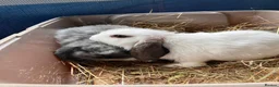Mini Lop rabbits for sale: Mini lip female  in Colchester - Advert 3