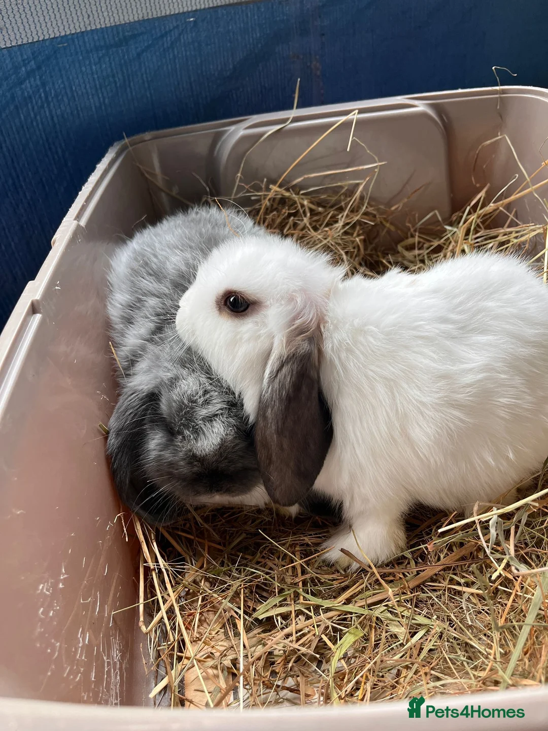 Mini Lop rabbits for sale: Mini lip female  in Colchester - Advert 3