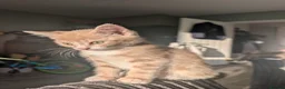 Domestic Shorthair cats for sale: 8 week old kittens - Advert 5