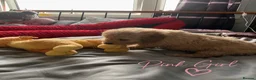 Golden Retriever dogs for sale: 🐾 Golden Retriever Puppies – Raised with Love 🐾 - Advert 21