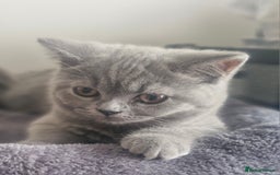 British Shorthair cats for sale: Beautiful BSH (2 Males & 2 Females, Blue & Lilac) - Image 27