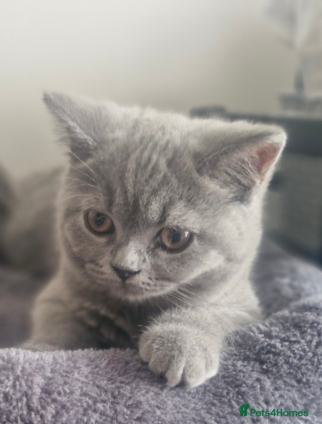British Shorthair cats for sale: Beautiful BSH (2 Males & 2 Females, Blue & Lilac) - Image 27