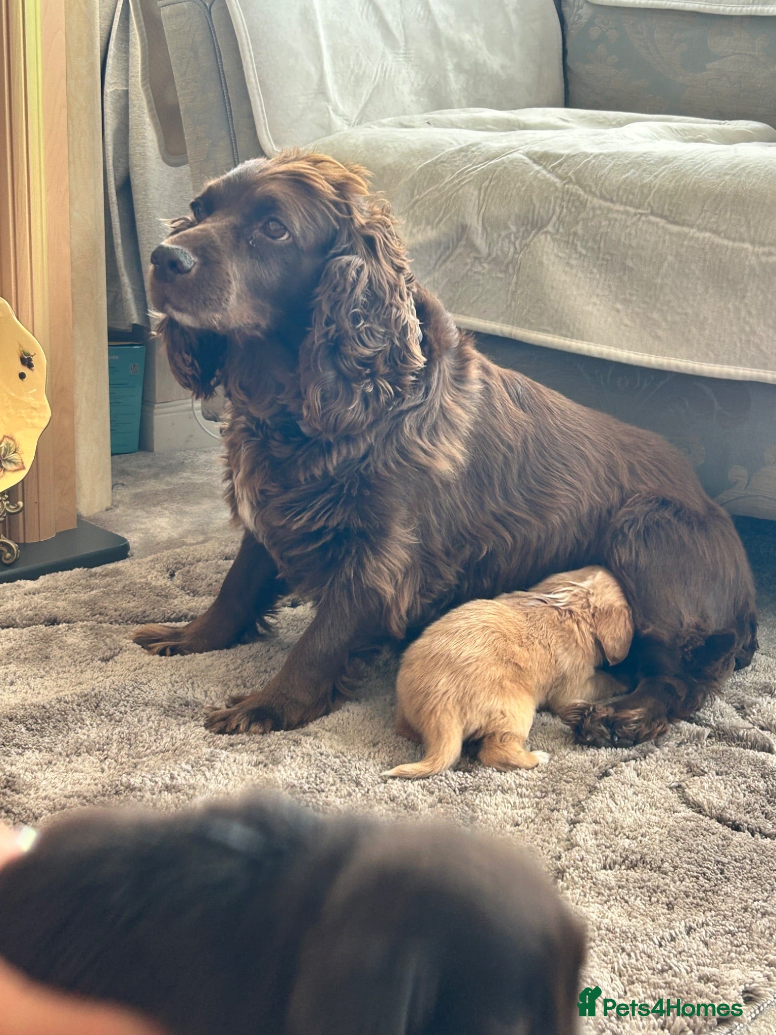 Cocker Spaniel dogs Cocker spaniel puppies  - Advert 3
