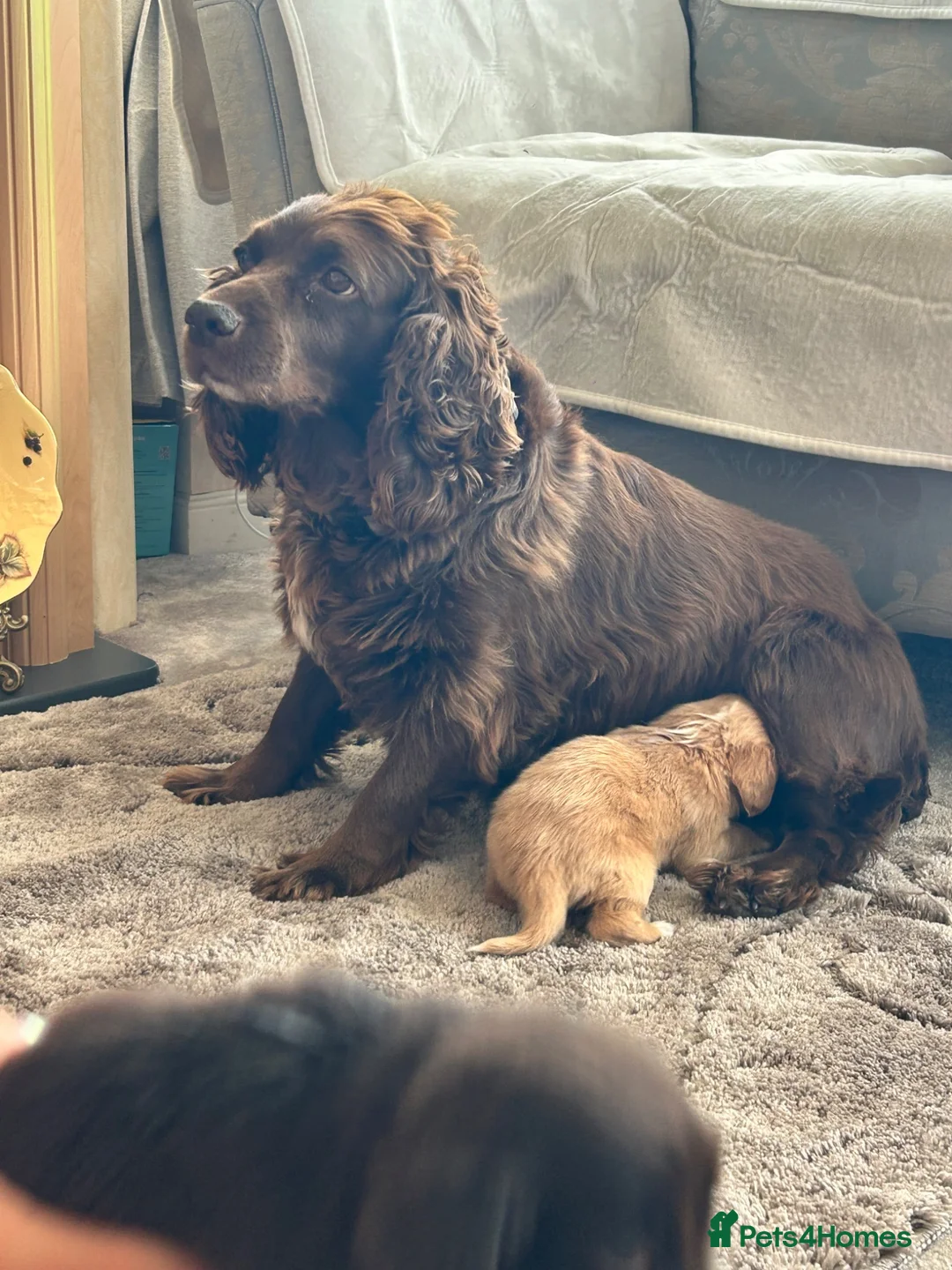Cocker Spaniel dogs for sale: Cocker spaniel puppies  - Advert 1