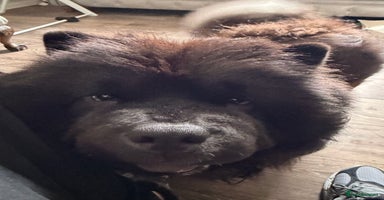 Chow Chow dogs - Advert 2