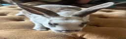 Rex rabbits for sale: 3 Baby mini Rex bunnies for sale 2 boys 1 girl  - Advert 6