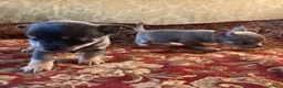 Chihuahua dogs for sale: Chihuahua puppies from licensed breeder - Advert 5