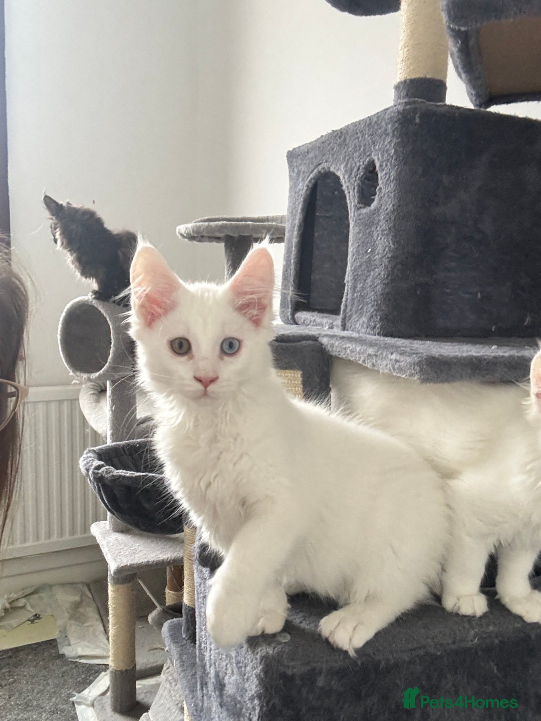 Maine Coon cats for sale: 😻😻beautiful Maine coone 👑👑😻♥️♥️ - Image 4