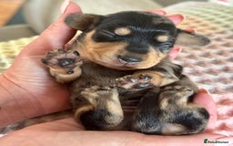 Miniature Dachshund dogs for sale: BEAUTIFUL KC REG AND PRA CLEAR MINIS - Image 1