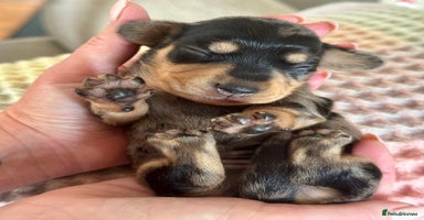 Miniature Dachshund dogs - Advert 3