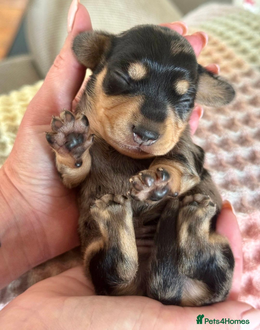Miniature Dachshund dogs for sale: BEAUTIFUL KC REG AND PRA CLEAR MINIS - Image 1