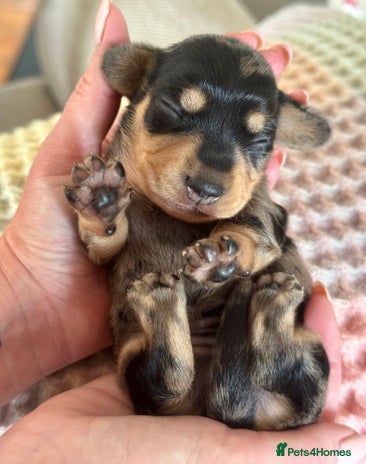 Miniature Dachshund dogs - Advert 15