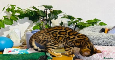 Bengal cats - Advert 2