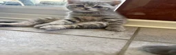 Scottish Fold cats for sale: Scottish Fold and Scottish straight kittens. - Advert 19