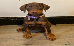Dobermann dogs for sale: Beautiful Dobermann puppies - Image 1
