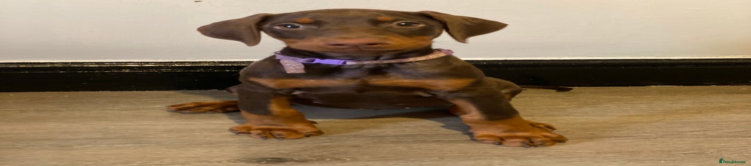 Dobermann Puppy 3